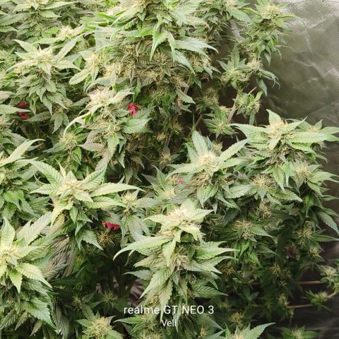 Tropicanna poison #2 growlog timeline photo