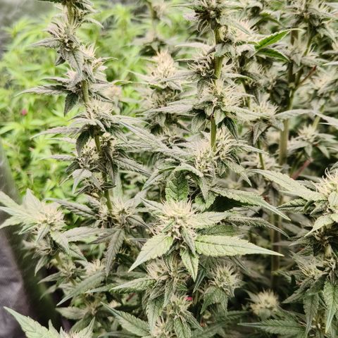 Black Muffin F1 growlog timeline photo