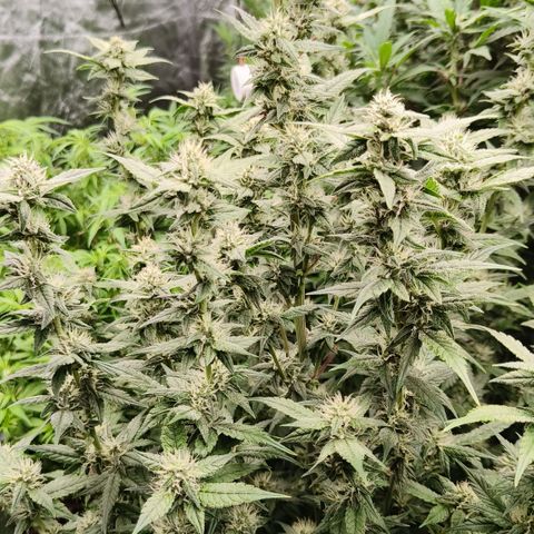 Black Muffin F1 growlog timeline photo