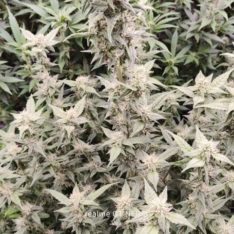 Black Muffin F1 growlog timeline photo