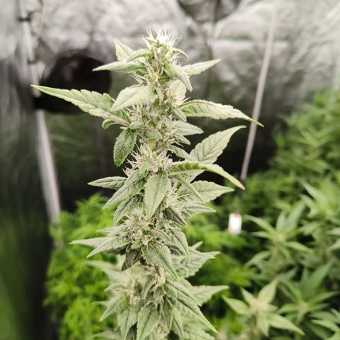 Black Muffin F1 growlog timeline photo