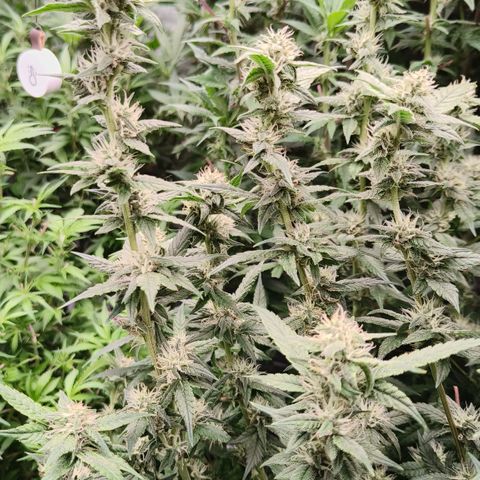 Black Muffin F1 growlog timeline photo
