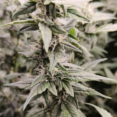 Black Muffin F1 growlog timeline photo
