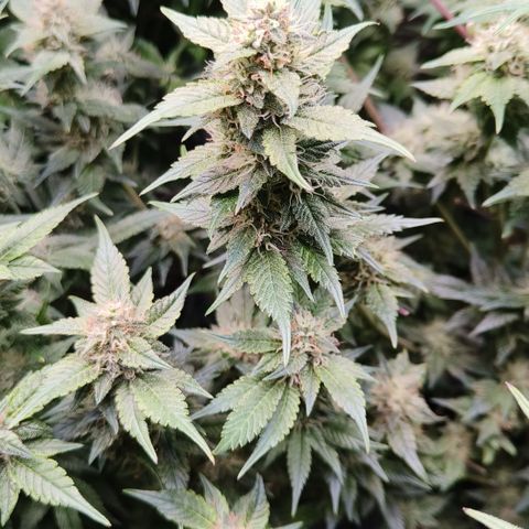 Tropicanna Poison Fast Version #1 growlog timeline photo