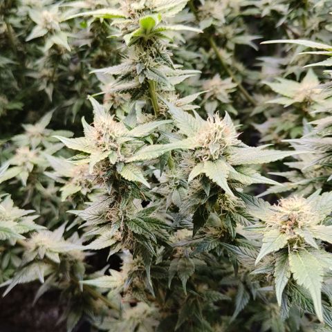 Tropicanna Poison Fast Version #1 growlog timeline photo