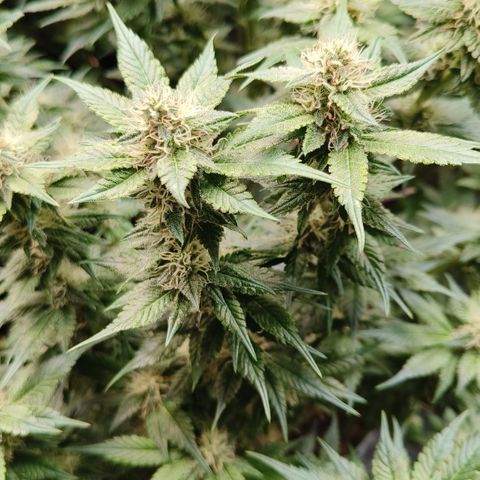 Tropicanna Poison Fast Version #1 growlog timeline photo