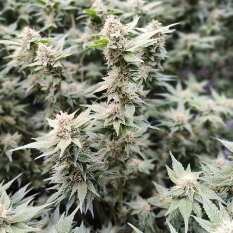 Tropicanna Poison Fast Version #1 growlog timeline photo