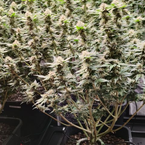 Tropicanna Poison Fast Version #1 growlog timeline photo