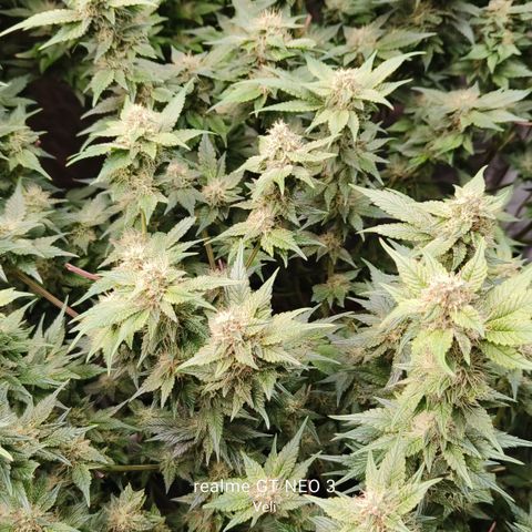 Tropicanna Poison Fast Version #1 growlog timeline photo