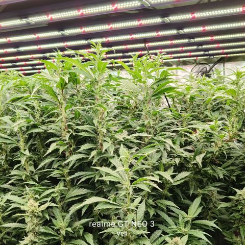 Sweet Cherry kush #1 growlog timeline photo