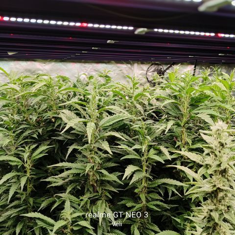 Sweet Cherry kush #1 growlog timeline photo