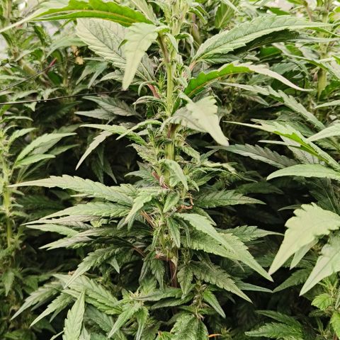 Sweet Cherry kush #1 growlog timeline photo