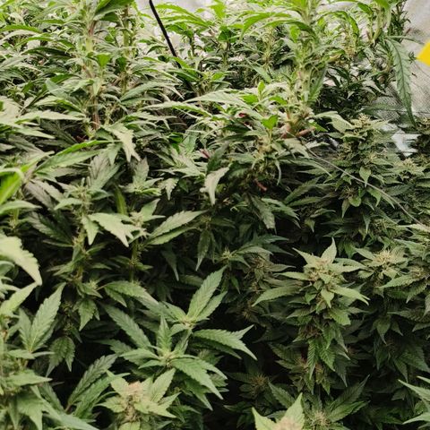 Sweet Cherry kush #1 growlog timeline photo