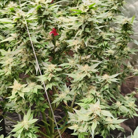 Tropicanna poison #2 growlog timeline photo