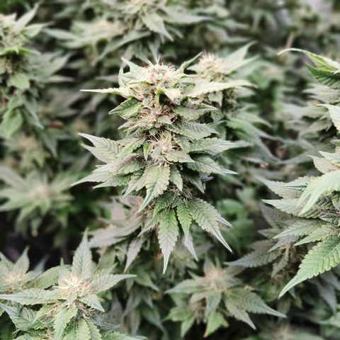 Tropicanna poison #2 growlog timeline photo