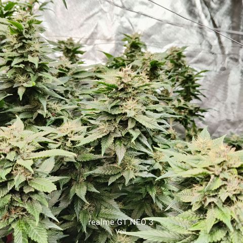 Tropicanna poison #2 growlog timeline photo