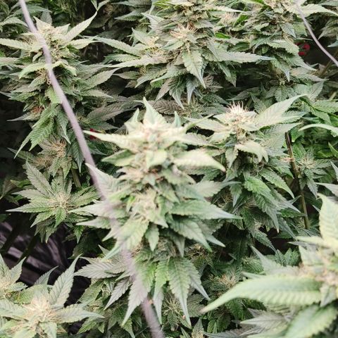 Tropicanna poison #2 growlog timeline photo