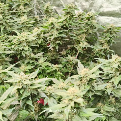 Tropicanna poison #2 growlog timeline photo