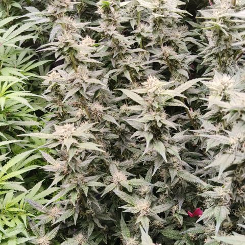 Black Muffin F1 growlog timeline photo