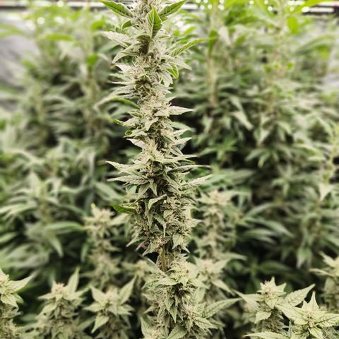 Black Muffin F1 growlog timeline photo