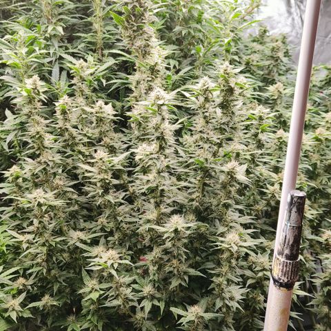 Black Muffin F1 growlog timeline photo