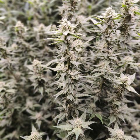 Black Muffin F1 growlog timeline photo