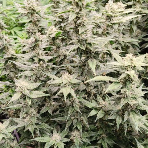 Black Muffin F1 growlog timeline photo