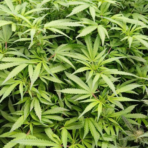 Sweet Cherry kush #3 growlog timeline photo