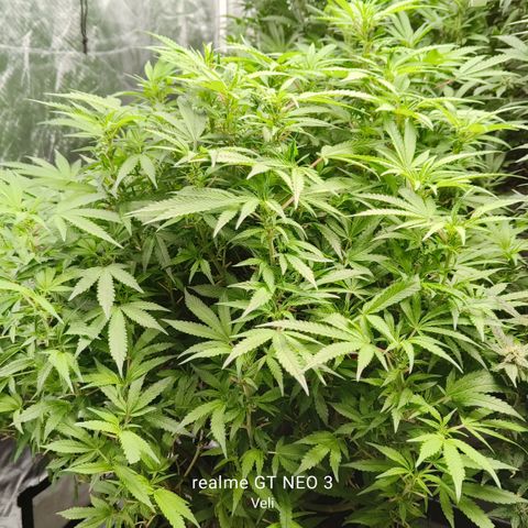Sweet Cherry kush #3 growlog timeline photo