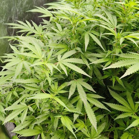 Sweet Cherry kush #3 growlog timeline photo