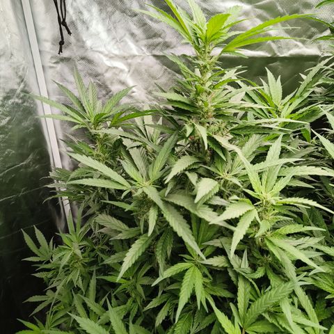 Sweet Cherry kush #2 growlog timeline photo