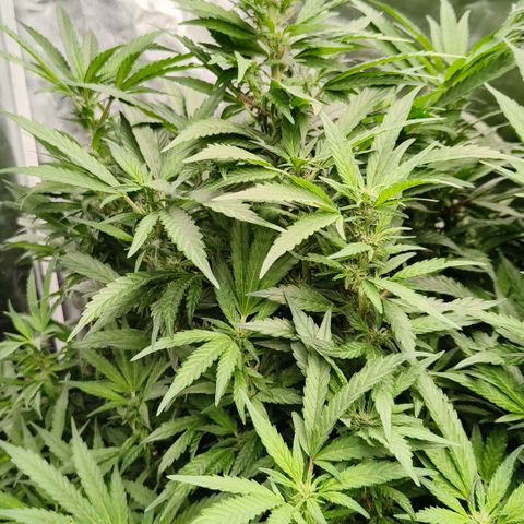 Sweet Cherry kush #2 growlog timeline photo