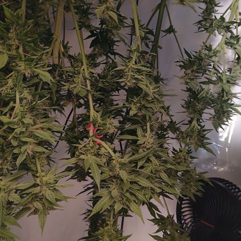 Tropicanna poison #2 growlog timeline photo