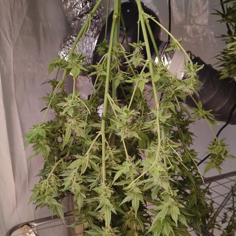 Tropicanna poison #2 growlog timeline photo