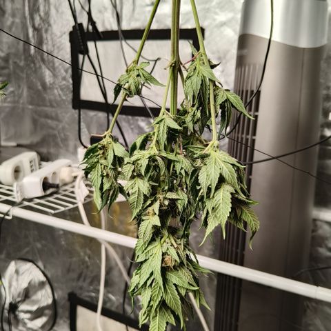 Tropicanna poison #2 growlog timeline photo