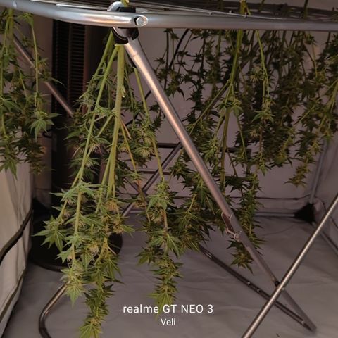 Tropicanna Poison Fast Version #1 growlog timeline photo