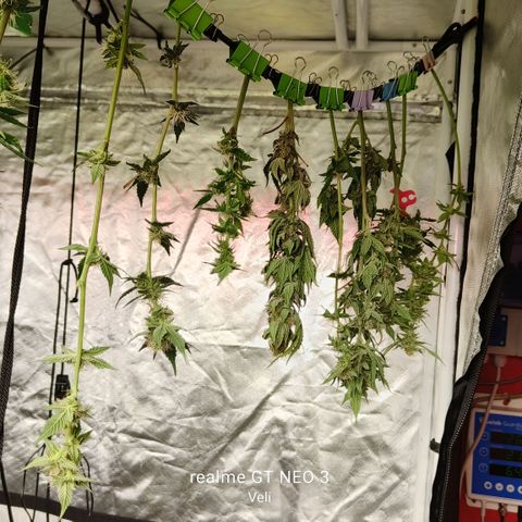 Tropicanna Poison Fast Version #1 growlog timeline photo