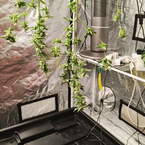 Tropicanna Poison Fast Version #1 growlog timeline photo