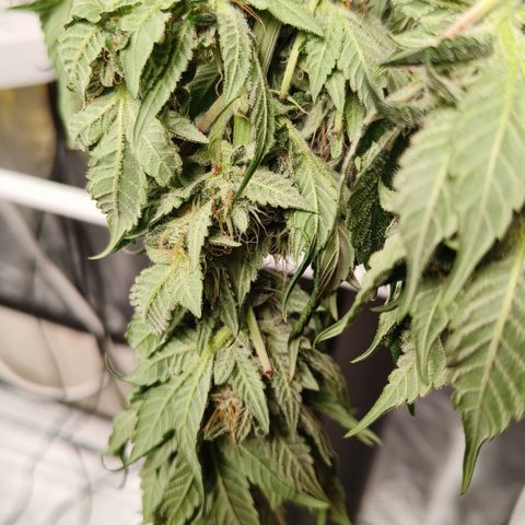 Tropicanna poison #2 growlog timeline photo