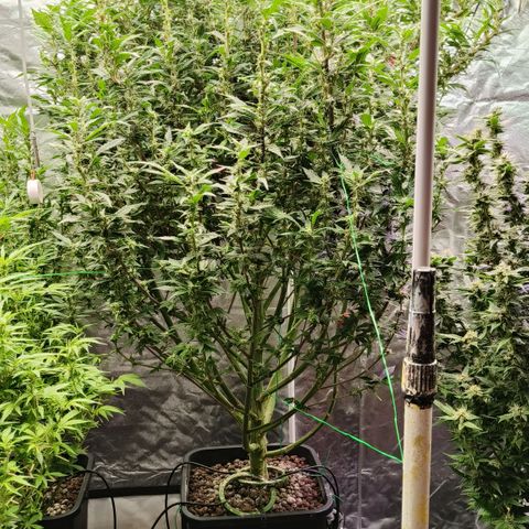 Sweet Cherry kush #1 growlog timeline photo