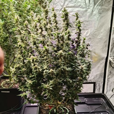 Black Muffin F1 growlog timeline photo