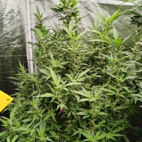 Sweet Cherry kush #2 growlog timeline photo