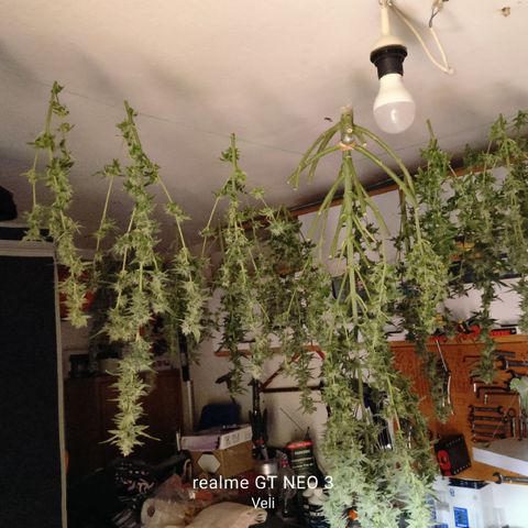 Black Muffin F1 growlog timeline photo