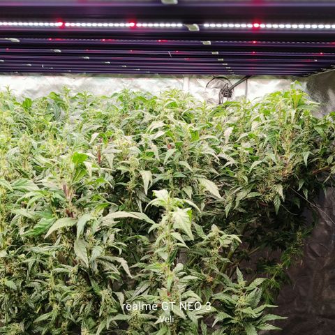 Sweet Cherry kush #1 growlog timeline photo