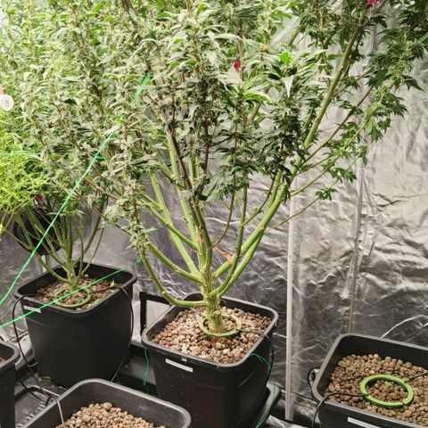Sweet Cherry kush #1 growlog timeline photo