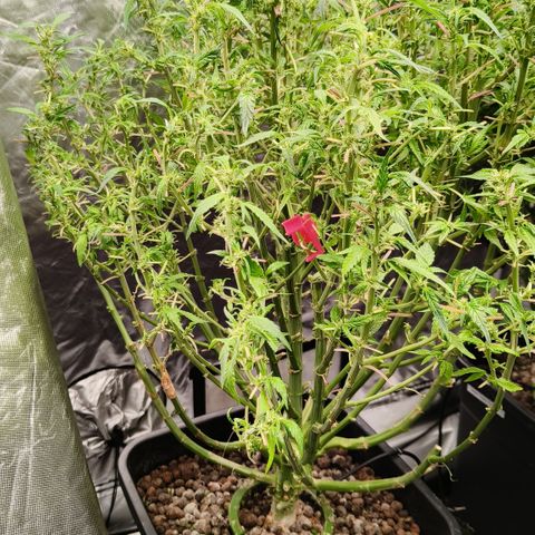 Sweet Cherry kush #3 growlog timeline photo