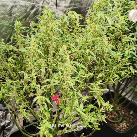 Sweet Cherry kush #3 growlog timeline photo