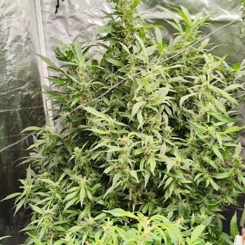 Sweet Cherry kush #2 growlog timeline photo
