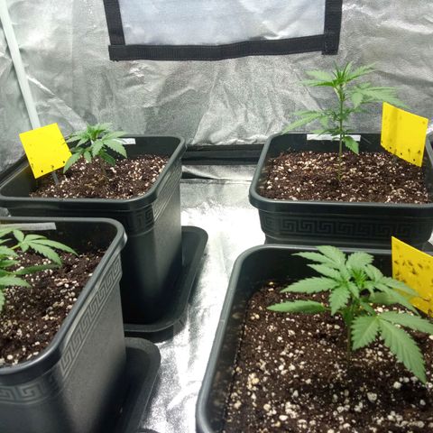 Northern Light Automatic #4 growlog timeline photo