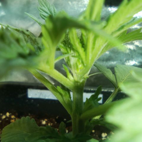 Northern Light Automatic #3 growlog timeline photo